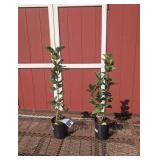 2 Fragrant Purple Ludwig Lilac Plants