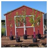 Apple Tree Orchard Collection Assortment