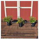 3 Caroline Red Raspberry Plants