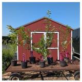 Fruit Tree Orchard Collection Assortment