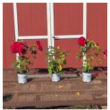 3 Hardy Red Valentine Crush Hibiscus Plants