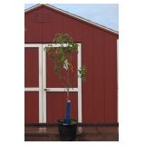 White Dogwood Kousa Tree