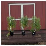 3 Blue Mist Empire Caryopteris Spirea Plants