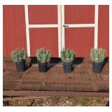 4 Fragrant Phenomenal Blue Lavender Plants