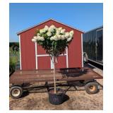 Ruby Snow Sun Hydrangea Tree