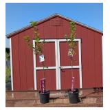 2 Kieffer Sweet Pear Trees