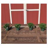 4 Hardy Aideen Red Fire Garden Mum Plants