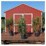 3 Sweetheart Blueberry Plants