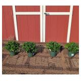 4 Hardy Apple Cider Garden Mum Plants