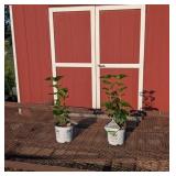 2 Fragrant Scentara Blue Lavender Lilac Plants
