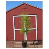 Metasequoia Dawn Redwood Tree