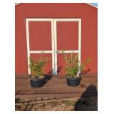 2 Mt Asama Pink Pussywillow Plants