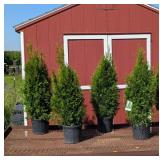 4 Emerald Green Arborvitae Plants