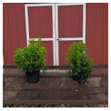 2 Summer Sweetshrub Ruby Spice Clethra Plants