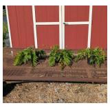 3 Hardy Autumn Brilliance Fern Plants