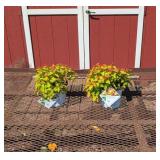 2 Candy Corn Spirea Plants