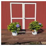 2 Reblooming Blue Jangles Mophead Hydrangea Plants