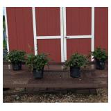 4 Visions in Red Plume Flower Astilbe Plants