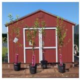 Apple Tree Orchard Collection Assortment
