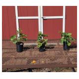 3 Thornless Natchez Blackberry Plants