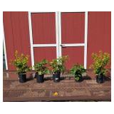 Blueberry Patch Collection