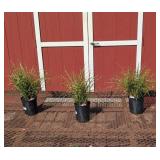 3 Dwarf Hardy Bandwidth Sterile Ornamental Zebra G