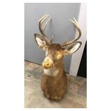 Mounted Deer. Missing Parts