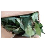 Nearly Natural 6ft. Ficus Artificial Trees, 72in, Green Nearly Natural 6ft. Ficus Artificial Trees, 72in, Green
