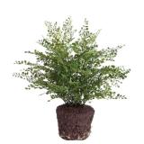 Maiden Hair Drop-In 23"- Retail:$120.00