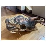 skull with Native American design