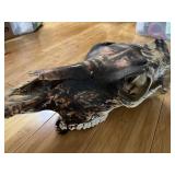 skull with Native American design