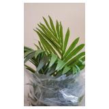 Nearly Natural 5ft. Paradise Palm Artificial Tree
