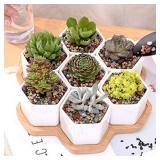 THE NEXT GARDENER SUCCULENT AND CACTUS BONSAI Gritty Mix 1.5 pounds