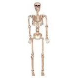 Seasons Poseable Skeleton Halloween Decoration Bone 36 in. H x 4 in. W x 9-1/2 in. L