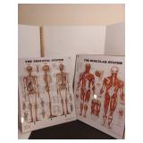 Skeletal and muscular displays