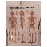 Skeletal and muscular displays