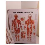 Skeletal and muscular displays