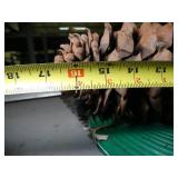 Large Pine Cone and Garden Hose