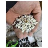 Cream Washed Gravel 30ish lbs