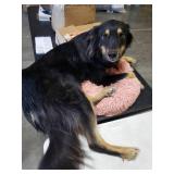 Super Soft Doughnut Style Pet Bed