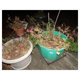 Planters w/ live plants