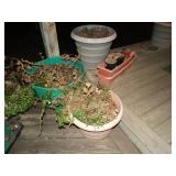 Planters w/ live plants