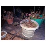 Planters w/ live plants