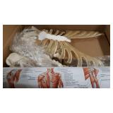 disassembled human skeleton