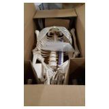 anatomically correct skeleton