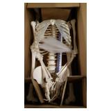 anatomically correct skeleton