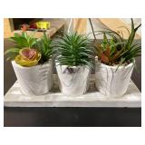 Succulent Set