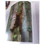 2004 Among Orangutans by Carel Van Schaik, Library Book, Condition VG