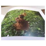 2004 Among Orangutans by Carel Van Schaik, Library Book, Condition VG