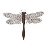 Metal Dragon Fly Excellent Home Interior